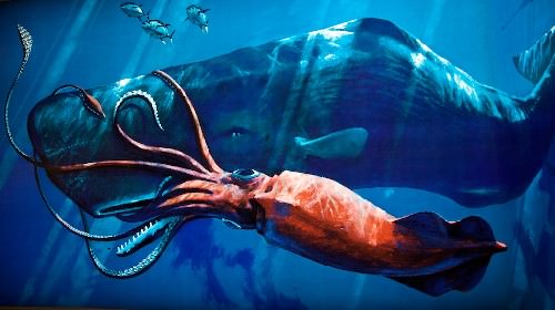 ダイオウイカ Vs マッコウクジラ 世界の謎と不思議