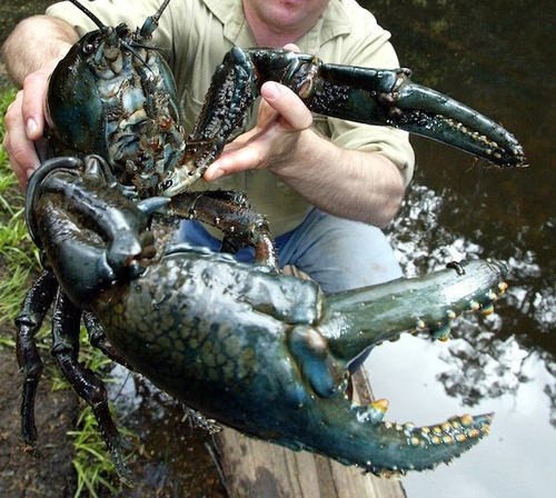 Tasmanian giant_freshwater_crayfish01.jpg