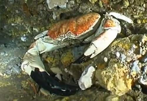 Tasmanian_Giant_Crab_07.jpg