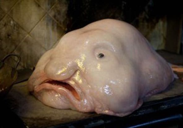 キモかわいい深海魚 ブロブフィッシュ Blob Fish ニュウドウカジカ 世界の謎と不思議