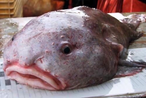 blobfish05.jpg