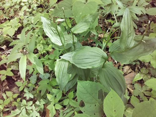 kinran_leaf.jpg
